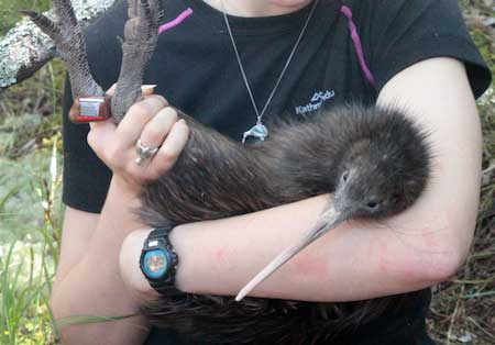 Sponsor-a-kiwi.jpg